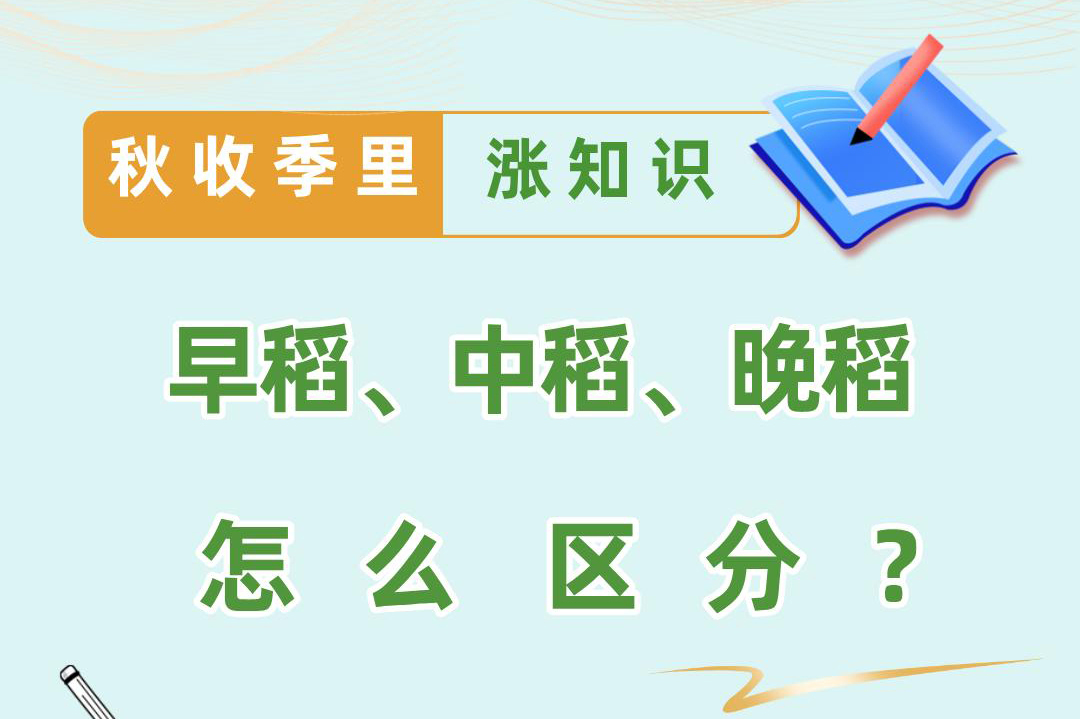 秋收季里漲知識(shí)丨早稻、中稻、晚稻怎么區(qū)分？