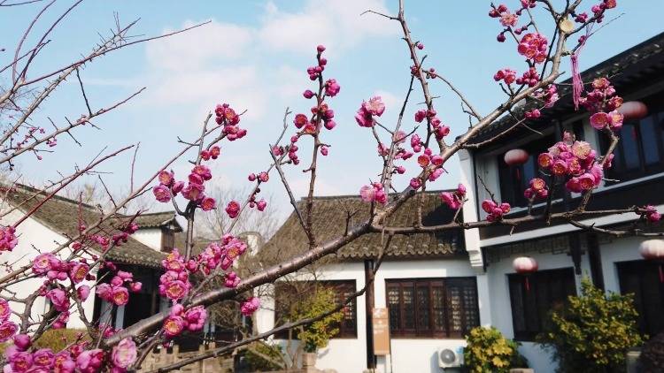 上海：古鎮(zhèn)春花爛漫