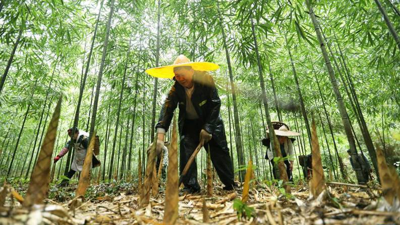 贵州赤水：5万亩大竹笋丰收上市