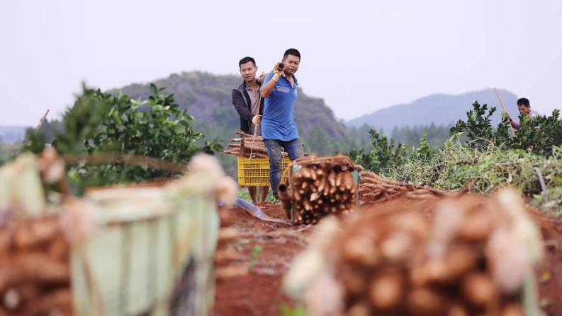 湖南道县：小小淮山药 振兴大产业